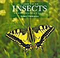 Close Up On Insects A Photographers Guide