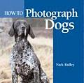 How To Photograph Dogs