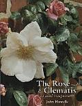 Rose & The Clematis As Good Companions