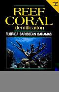 Reef Coral Identification Florida Caribb