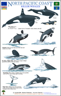 North Pacific Coast Killer Whale