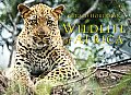 Wildlife of Africa: Photographs in Celebration of the Continents Extraordinary Biodiversity, Fauna and Flora