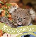 Koala Rescue