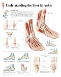 Understanding the Foot & Ankle Chart: Wall Chart