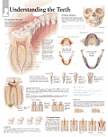 Understanding the Teeth Chart: Wall Chart
