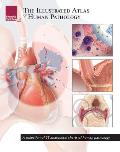 The Illustrated Atlas of Human Pathology: A Collection of 25 Anatomical Charts of Human Pathology