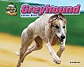 Greyhound: Canine Blur!