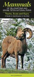 Mammals of Yellowstone & Grand Teton National Parks Tracks Scats & Signs