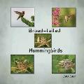 Broad-tailed Hummingbirds