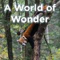 A World of Wonder