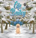 Life of Bailey: Bailey's First Winter