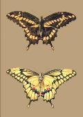 Carnet Lign?, Papillons Cresphontes
