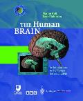 The Human Brain: An Introduction to the Human Nervous System