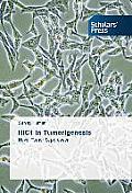 HIC1 in Tumorigenesis