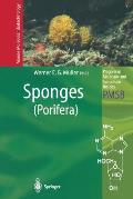 Sponges (Porifera)