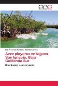 Aves playeras en laguna San Ignacio, Baja California Sur