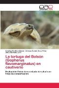 La tortuga del Bols?n (Gopherus flavomarginatus) en cautiverio