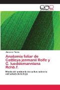 Anatom?a foliar de Cattleya jenmanii Rolfe y C. lueddemanniana Rchb.f.