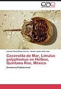 Cacerolita de Mar, Limulus Polyphemus En Holbox, Quintana Roo, Mexico