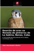 Reuni?o de aves na floresta de pinheiros de La Sabina, Banao, Cuba.
