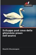 Sviluppo post cova della ghiandola preen nell'anatra