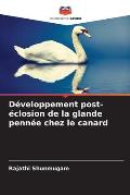 D?veloppement post-?closion de la glande penn?e chez le canard