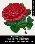 Vintage Art: Botanical Specimen: 25 Rochester Flower Prints: Floriculture Ephemera for Framing, Decor and Reference
