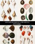 Vintage Molluscs and Shell Ephemera: Conchology Decorative Paper for Collages, Decoupage and Junk Journals