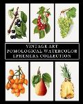 Vintage Art: Pomological Watercolor: Ephemera Collection: Botanical Fruit Prints