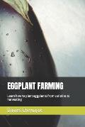 Eggplant Farming: Learn how to plant eggplants from varieties to harvesting
