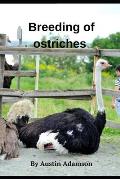 breeding of ostriches