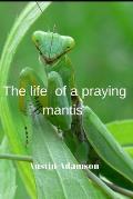 Тhe life of a praying mantis