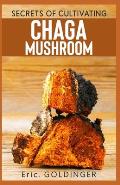 Secrets of Cultivating Chaga Mushroom: Comprehensive Guide on how to grow medicinal Mushroom