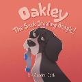Oakley the Sock Stealing Beagle!