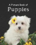 A Picture Book of Puppies: A Beautiful Picture Book for Seniors With Alzheimer's or Dementia. A Wonderful Gift for Dog Lovers.