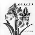 Amaryllis: A Photographic Study of a Flower - A Memory of Life