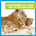 Cachorros de Le?n En La Naturaleza (Lion Cubs in the Wild)